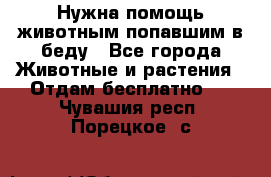 Нужна помощь животным попавшим в беду - Все города Животные и растения » Отдам бесплатно   . Чувашия респ.,Порецкое. с.